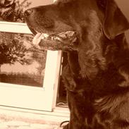 Labrador retriever Mille RIP