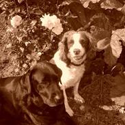 Labrador retriever Mille RIP