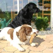 Labrador retriever Mille RIP