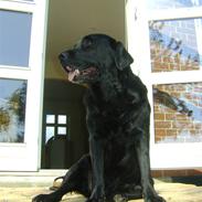 Labrador retriever Mille RIP