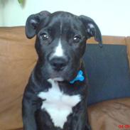 Blanding af racer Santos R.I.P
