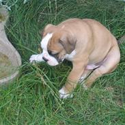 Olde english bulldogge Oakley (romenis aage)