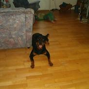 Rottweiler pixi