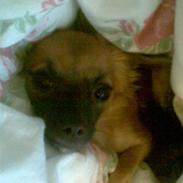Chihuahua Siri