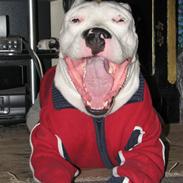 Dogo argentino Reggae