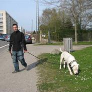 Dogo argentino Reggae