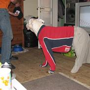 Dogo argentino Reggae