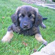 Leonberger Nahla 