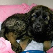 Leonberger Nahla