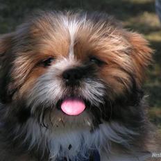 Blanding af racer Gizmo