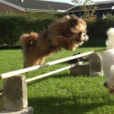 Blanding af racer Gizmo