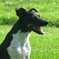 Dansk svensk gaardhund Rollo - Far til 4.. 