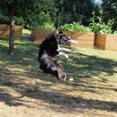 Border collie Molly