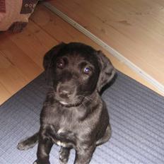 Blanding af racer Millie *R.I.P*<3ILU