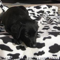 Blanding af racer Millie *R.I.P*<3ILU