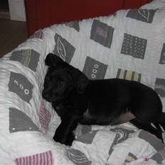 Blanding af racer Millie *R.I.P*<3ILU