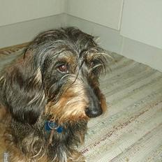 Gravhund Hannibal <3