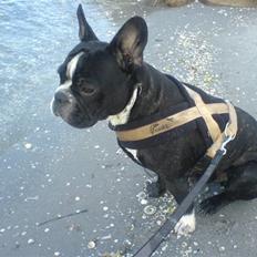 Fransk bulldog Sumo :) - R.I.P :´(