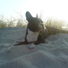 Fransk bulldog Sumo :) - R.I.P :´(