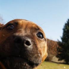 Staffordshire bull terrier Angelic Staff Joey