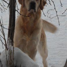 Golden retriever Golden Oggy Jazmin