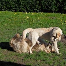 Golden retriever Golden Oggy Jazmin