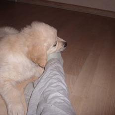 Golden retriever Golden Oggy Jazmin