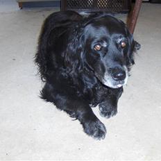 Blanding af racer  Jessie aflivet :'(