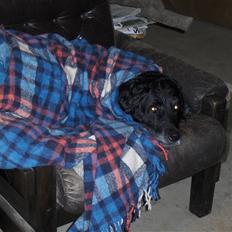 Blanding af racer  Jessie aflivet :'(