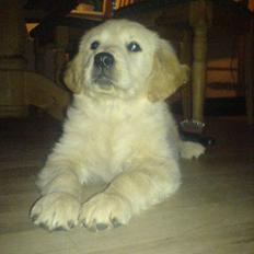 Golden retriever Jackie *Død* R.I.P