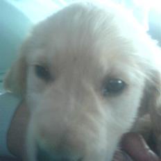 Golden retriever Jackie *Død* R.I.P