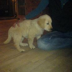 Golden retriever Jackie *Død* R.I.P