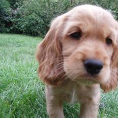Cocker spaniel Dutten