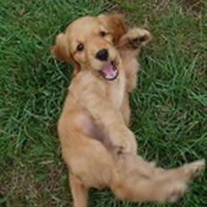 Cocker spaniel Dutten