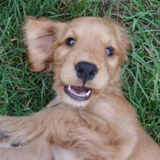 Cocker spaniel Dutten