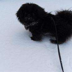 Pekingeser Muggi