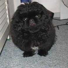 Pekingeser Muggi