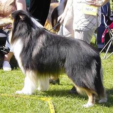 Collie langhåret Nicki