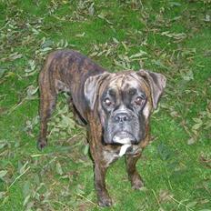 Boxer *Mila* (4/11-07-11/5-09)