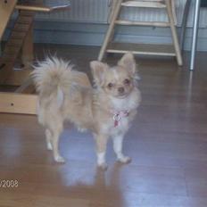 Chihuahua Rødebro´s Mitzi *DKCH - DECH*