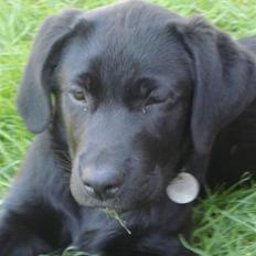 Labrador retriever Asta