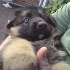 Schæferhund Dexter nyt hjem