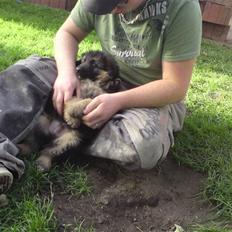 Schæferhund Dexter nyt hjem