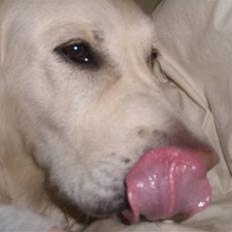 Golden retriever Woodstar Cassie