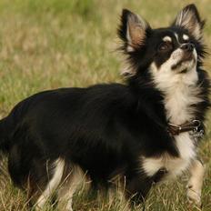 Chihuahua Tilde