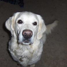 Golden retriever Freja <3