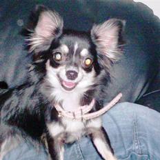 Chihuahua Tilde