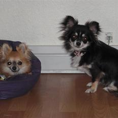 Chihuahua Tilde