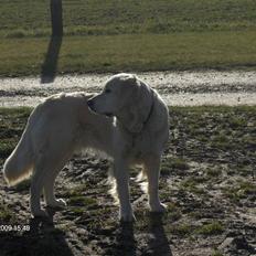 Golden retriever Freja <3