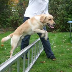 Labrador retriever sofus